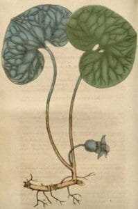 Asarabacca Wild gingers آسارون