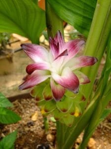 &nbsp;Mango Ginger آنبہ ہلدی