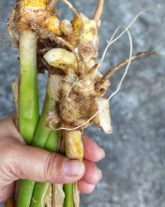 &nbsp;Mango Ginger آنبہ ہلدی