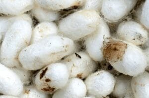 ابریشم Silk Cocoon