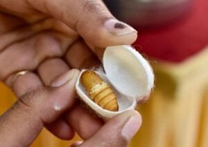 ابریشم Silk Cocoon