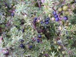 ابہل Juniper Berries Cupressaceae 4