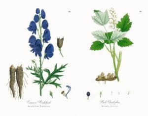 اتیس Indian Aconite