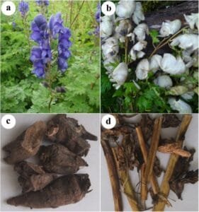 اتیس Indian Aconite