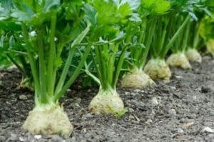 اجمود Umbelliferae Apium Graveolens 