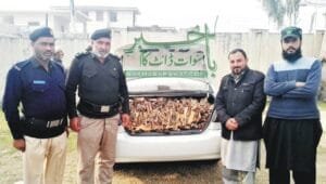 اخروٹ Walnut Juglans regia 