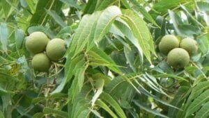 اخروٹ Walnut Juglans regia 