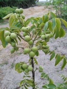 اخروٹ Walnut Juglans regia 