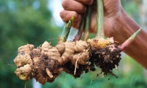 ادرک Ginger Zingiber officinale 5