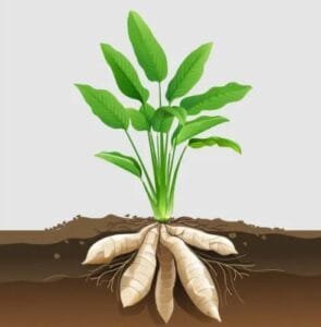 اراروٹ مایا arrowroot Maranta arundinacea 3