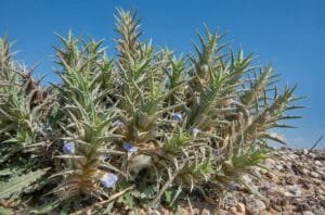 Blepharis edulis اٹنگن