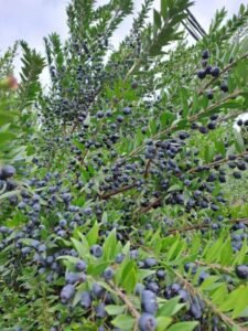 حب الآس Myrtle berry Myrtus communis L