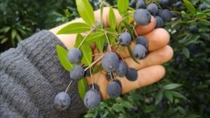 حب الآس Myrtle berry Myrtus communis L