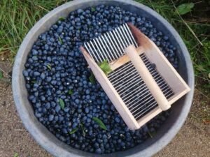 حب الآس Myrtle berry Myrtus communis L