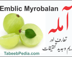 syed Abdulwahab shah