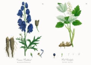 جڑی بوٹیوں کی ایکسپائری