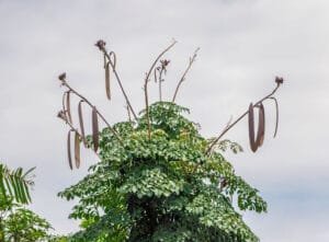 ارلو کا درخت