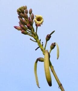 ارلو کے پھول Indian trumpet tree Oroxylum Indicum