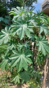 ارنڈ Castor Oil Plant