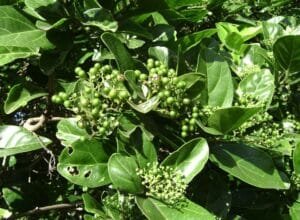 ارنی Premna integrifolia