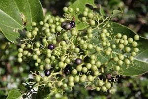 ارنی Premna integrifolia