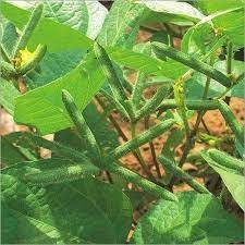 ارڈ دال ماش Urad bean Vigna mungo दाल मैश