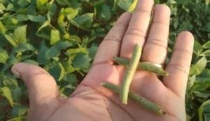 ارڈ دال ماش Urad bean Vigna mungo दाल मैश