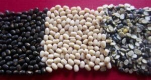 ارڈ دال ماش Urad bean Vigna mungo दाल मैश