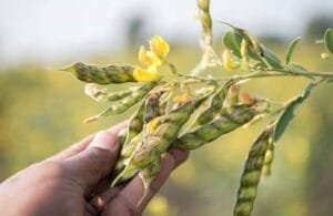 ارہر کی دال 