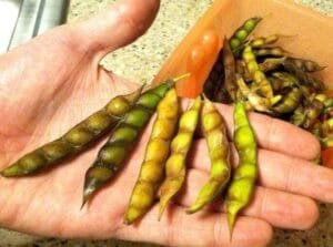 ارہر کی دال 