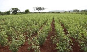 ارہر کی دال 