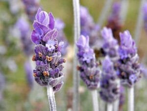 اسطوخودوس Lavender Lavandula दोहराएँ, लैवेंडर