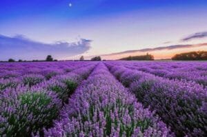 اسطوخودوس Lavender Lavandula दोहराएँ, लैवेंडर