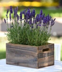اسطوخودوس Lavender Lavandula दोहराएँ, लैवेंडर