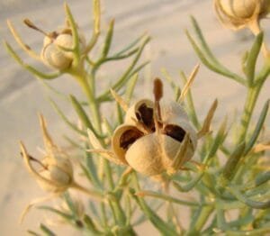 اسپند حرمل ہرمل syrian rue peganum harmala 7 (1)