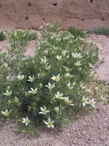 اسپند حرمل ہرمل syrian rue peganum harmala