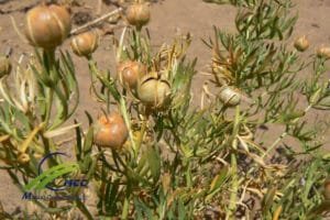 اسپند حرمل ہرمل syrian rue peganum harmala 7 (1)