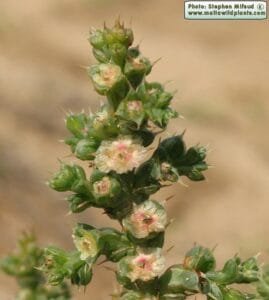 اشنان لانا بوٹی 