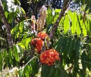 اشوکا Asoca Ashoka