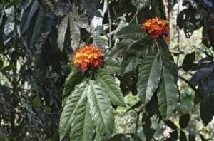 اشوکا Asoca Ashoka