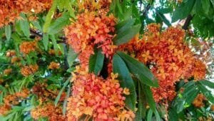 اشوکا Asoca Ashoka