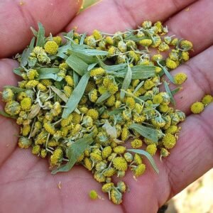 افسنتین Worm wood Artemisia absinthium नागडोना, दावना