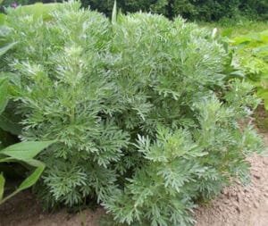 افسنتین Worm wood Artemisia absinthium नागडोना, दावना