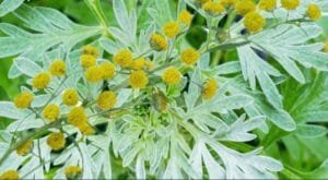 افسنتین Worm wood 