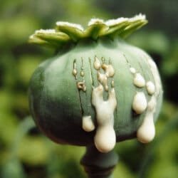 افیون Opium