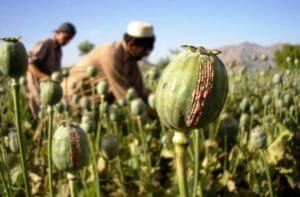 افیون Opium