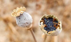 افیون Opium