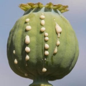 افیون Opium