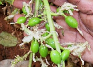 الائچی سبز Cardamom