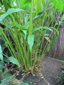 الائچی سبز Cardamom